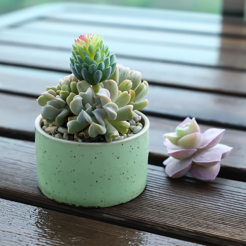 Chậu Hoa/ Cây Cảnh Bằng Nhựa Nhân Tạo Độc Đáo Trang Trí Nhà Cửa/ Sân Vườn DIY