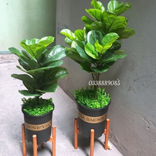 Cây giả - cây bàng Singapore giả cao cấp 3 nhánh - Hoa Lụa Duy Minh