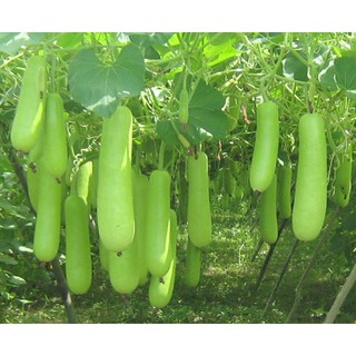 Hạt Giống Bầu Lai F1 HMTD333 20g/gói - Sinh Trưởng Mạnh, Trồng Quanh Năm, Quả Dài Và Xanh, Tốt Cho Sức Khoẻ
