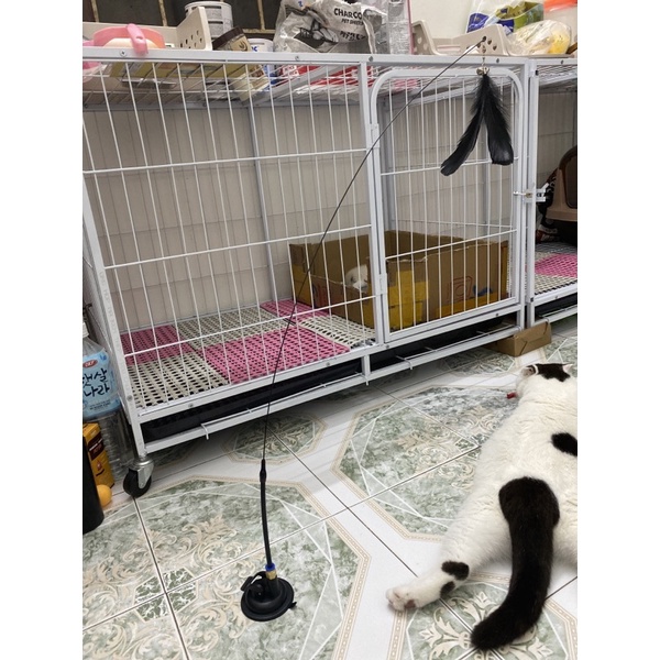 Đồ chơi cần câu mèo dính sàn