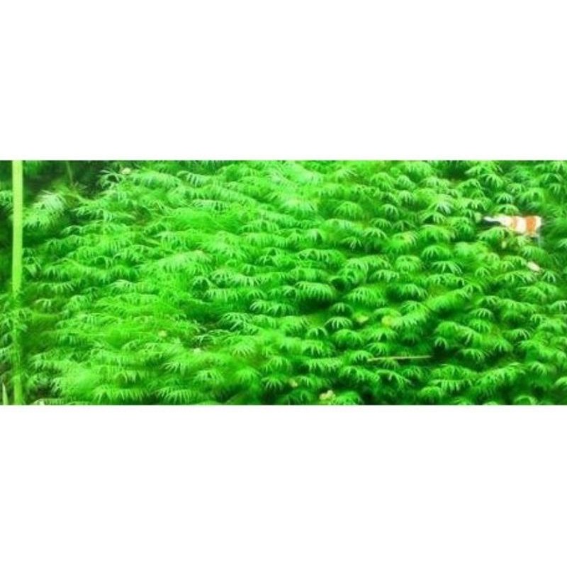 rêu Us Fiss - rêu thủy sinh | dán lũa | dán đá | dán bonsai dễ trồng không cần co2