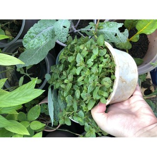 bạc hà Chocomint (mùi singum)