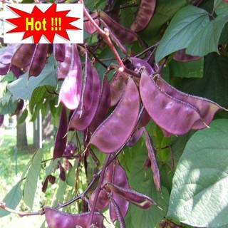 hạt giống đậu ván tím ăn ngon bổ dưỡng