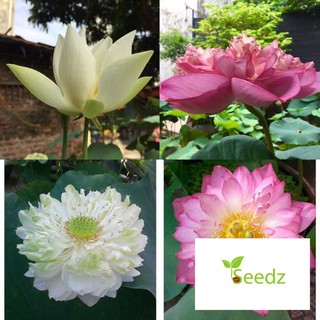 5 hạt giống hoa sen quan âm 5 màu VINMARK HẠT GIỐNG