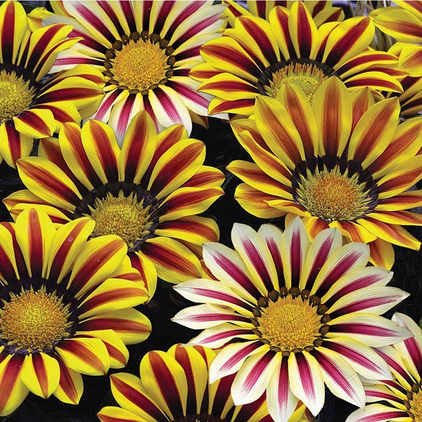 20 Hạt Giống Hoa cúc Gazania (cúc châu Mỹ)