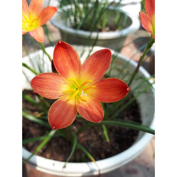 Củ huệ mưa ngoại Krakatau bảo hành mặt hoa