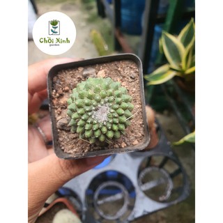 Xương rồng Mami Râu Mèo - size chậu 5cm