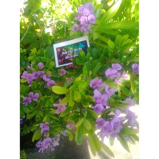 Linh Sam siêu  hoa tím