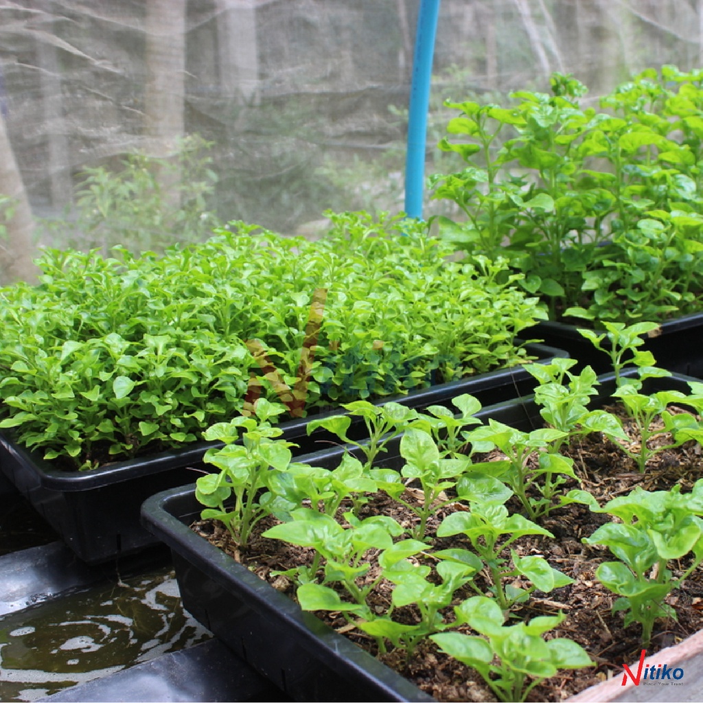 Khay nhựa trồng rau sạch tại nhà