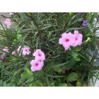 Cây chiều hồng, chiều tím