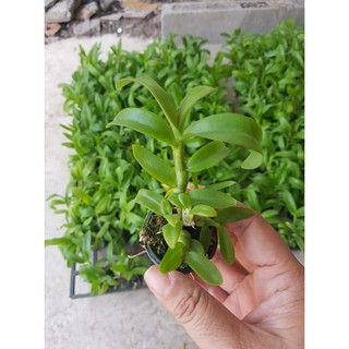phi điệp(giả hạc) tím phú thọ hàng gieo hạt