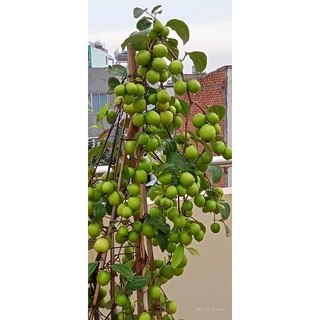 1 lít Dịch Chuối Humic Hữu Cơ 100%