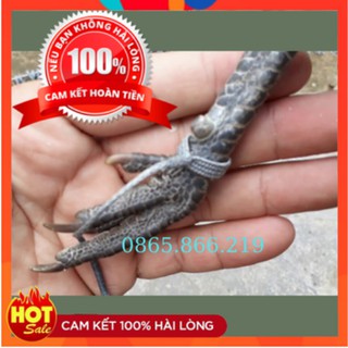 Xích Chân Gà Cao Cấp, Xích Chân Gà Mồi