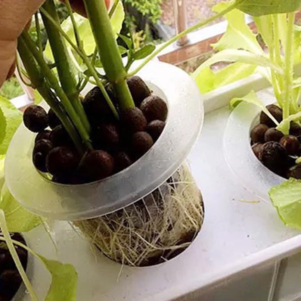 BORAG 10 / 50 Chậu Trồng Cây Thủy Canh Không Cát