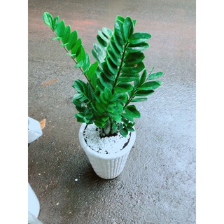 Cây Kim Tiền Loại Lớn