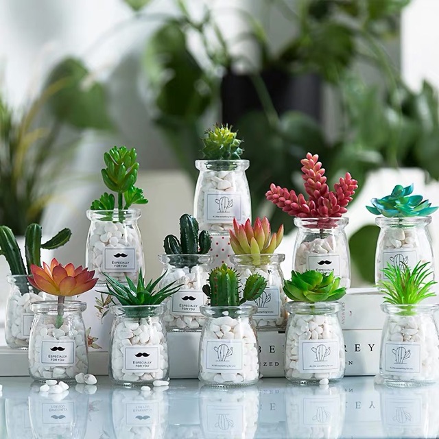 Hũ thuỷ tinh trồng cây mini
