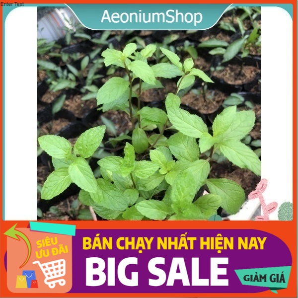 [ GIA VỊ HƯƠNG LIỆU ] 1 CHIẾC BẠC HÀ PEPPERMINT  HƯƠNG THƠM DỊU NHẸ