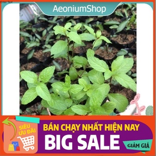 Cây Bạc Hà Peppermint, Bạc Hà Cay, Lỗi 1 Đổi 1 🍃