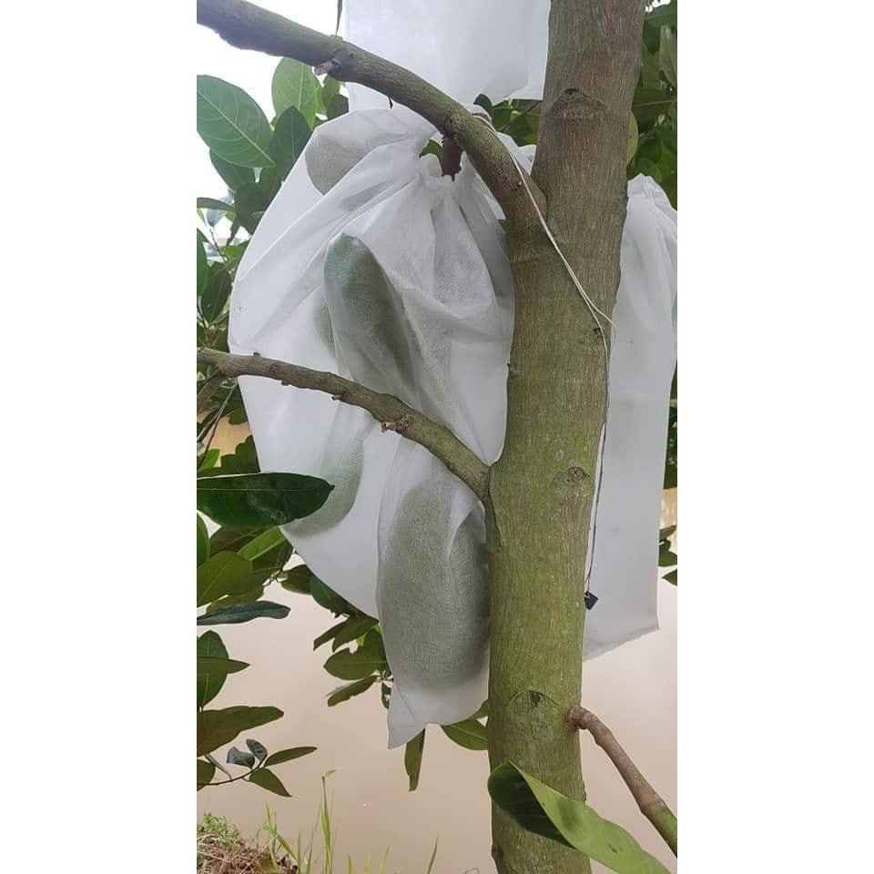 sale off Bộ 50 túi bao trái mít kích thước 45X50 hàng chuẩn cty.