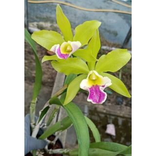 Hoa lan Cattleya xanh lưỡi tím hàng thuần