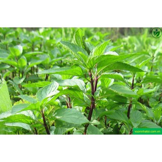 Hạt Giống Húng Quế (Húng Chó)