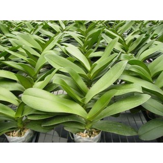 Lan hồ điệp cắt cành bầu 2.8