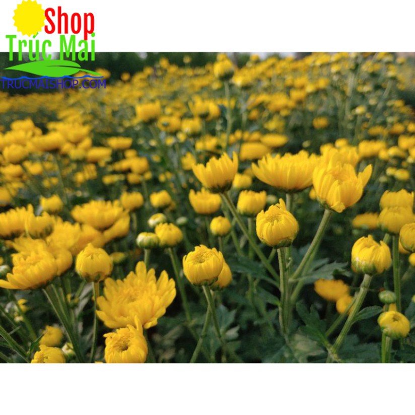 cây 10 nụ hoa cúc vàng cả gốc rễ