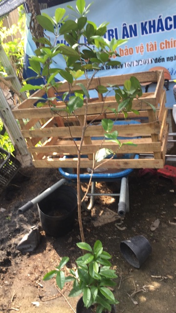 Cây cherry brazil cao m6