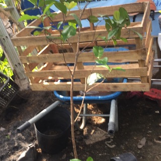 cây cherry brazil cao m6