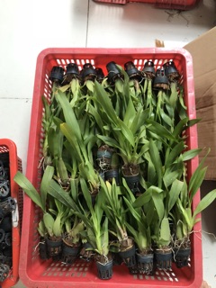 Vũ Nữ Vàng Siêng Hoa