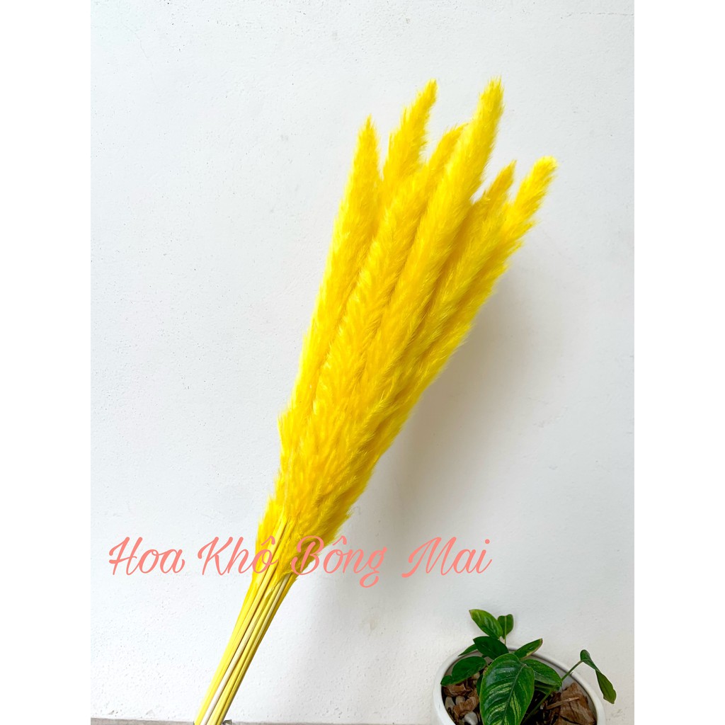 🌸Loại đẹp🌸Combo 3 cành Cỏ Lau Khô Pampass Grass cao 45-50cm decor trang trí nhà cửa, đạo cụ chụp ảnh