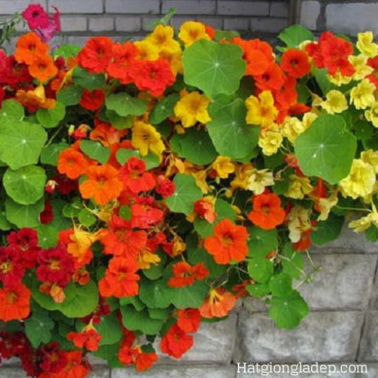 Hạt Giống Hoa Sen Cạn - 5 Hạt