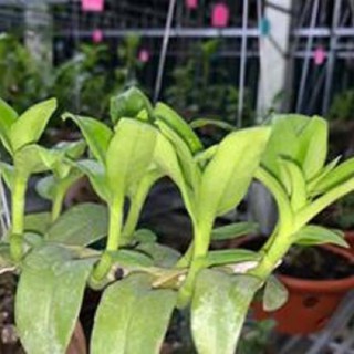 [FREESHIP - Xả Khô Máu] Hoa lan phi điệp tím bắc cạn(kì hoa dị thảo,cao 20cm)