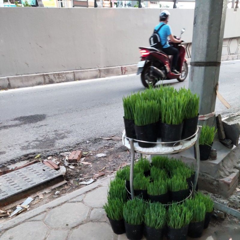  Cỏ lúa mạch trồng sẵn cho mèo ăn giúp tiêu búi lông,...(Vận chuyển Hoả tốc)