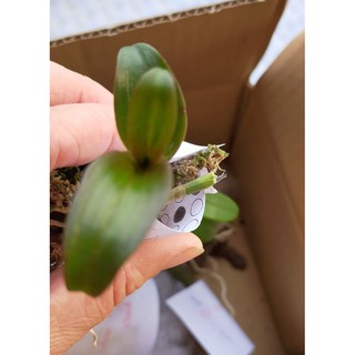 Phi điệp - giả hạc cánh bầu mắt đỏ