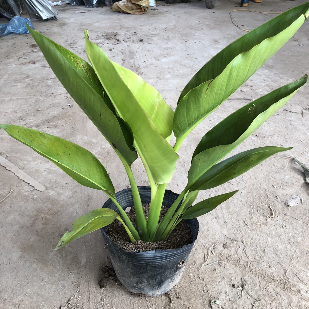 Cây chuối rẻ quạt, chiều cao 40cm lá to đẹp rễ to gốc chắc khỏe sức sống mãnh liệt thích hợp trang trí cảnh quan
