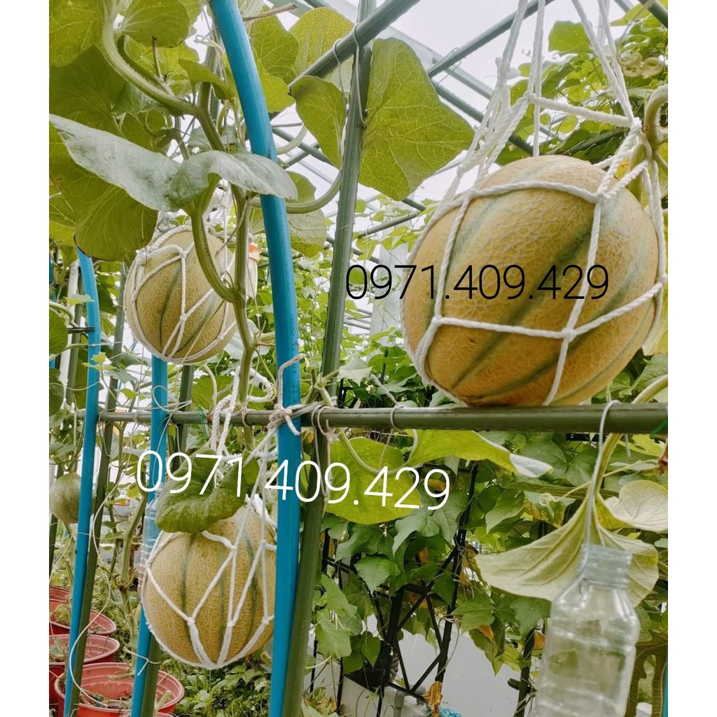 Túi lưới đựng dưa, đựng quả, túi lưới đỡ dưa lưới