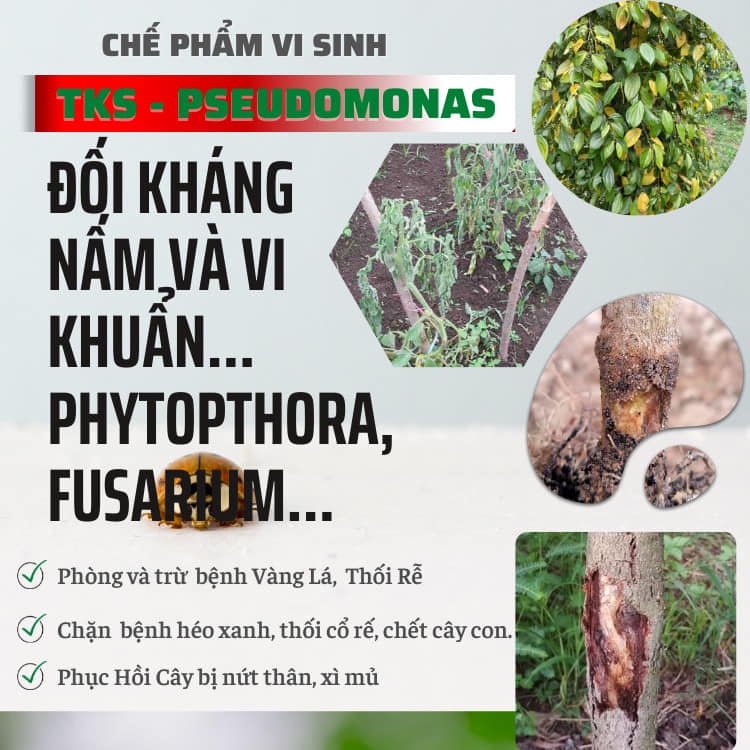 PSEUDOMONAS Chế phẩm Vi Sinh Phòng Ngừa Héo Xanh, Thối Rễ Vàng Lá - Gói 500gr