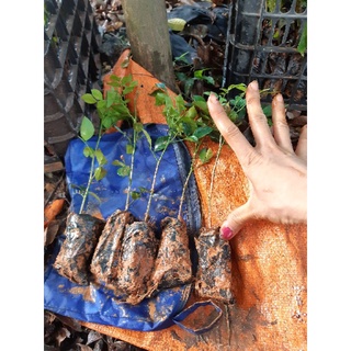 cây nguyệt quế giống (ảnh thật)
