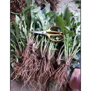 Nhánh hoa đồng tiền cổ(rễ trần)