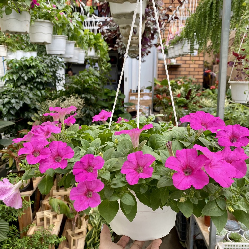 Hoa Dạ Yến Thảo nở 4 mùa dễ chăm sóc