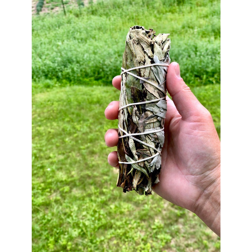 Bó lá mix lá xô thơm trắng và &quot;cây thánh&quot; White Sage + Yerba Santa Smudge Incense 3&quot;-4&quot; Bundle