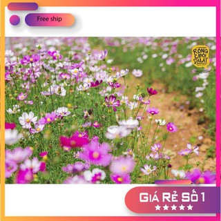 Hạt giống Sao nhái mix (100 hạt)