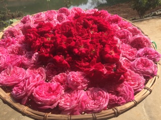 Nước cất hoa hồng HandMade