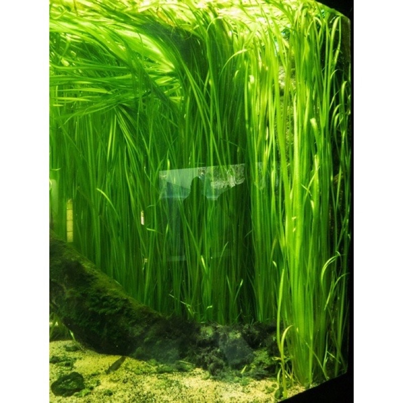 12 Cây cỏ cọp cây thuỷ sinh dễ trồng - không cần co2