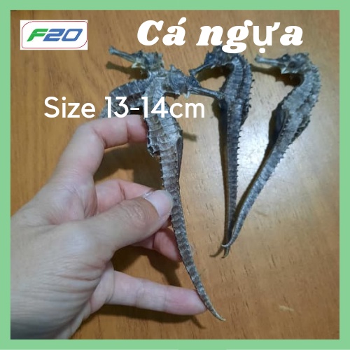 TẶNG 1 Hải long + Cá ngựa khô 2 con size 8-10cm - Hàng chuẩn chất lượng