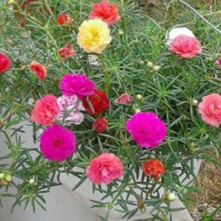 Hoa mười giờ Thái nhiều màu