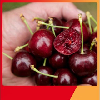 Hạt Giống Anh Đào Cherry