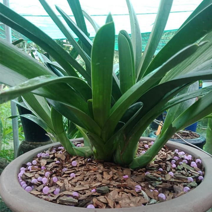 Gói 50G / 150G Phân bón Tan chậm Thông Minh RYNAN FLOWERMATE 240