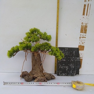 Bonsai hồ cá (gỗ lũa ) có 2mẫu